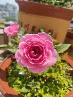 IMG20220521104101.jpg.JPG
