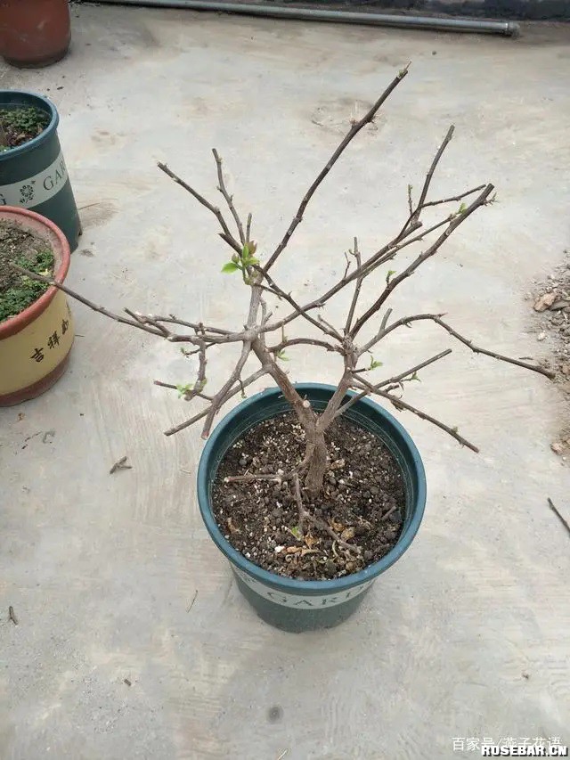 5f.jpg