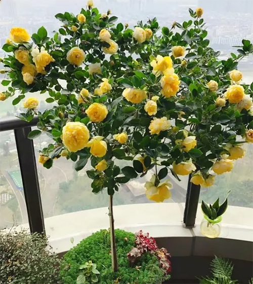 屏幕截图 2023-03-02 163006.jpg