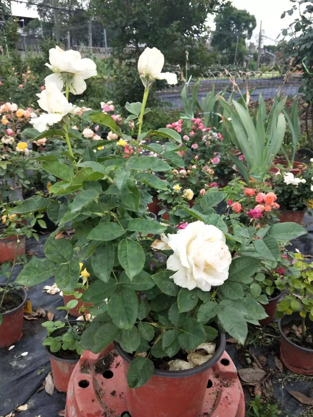 w1.jpg