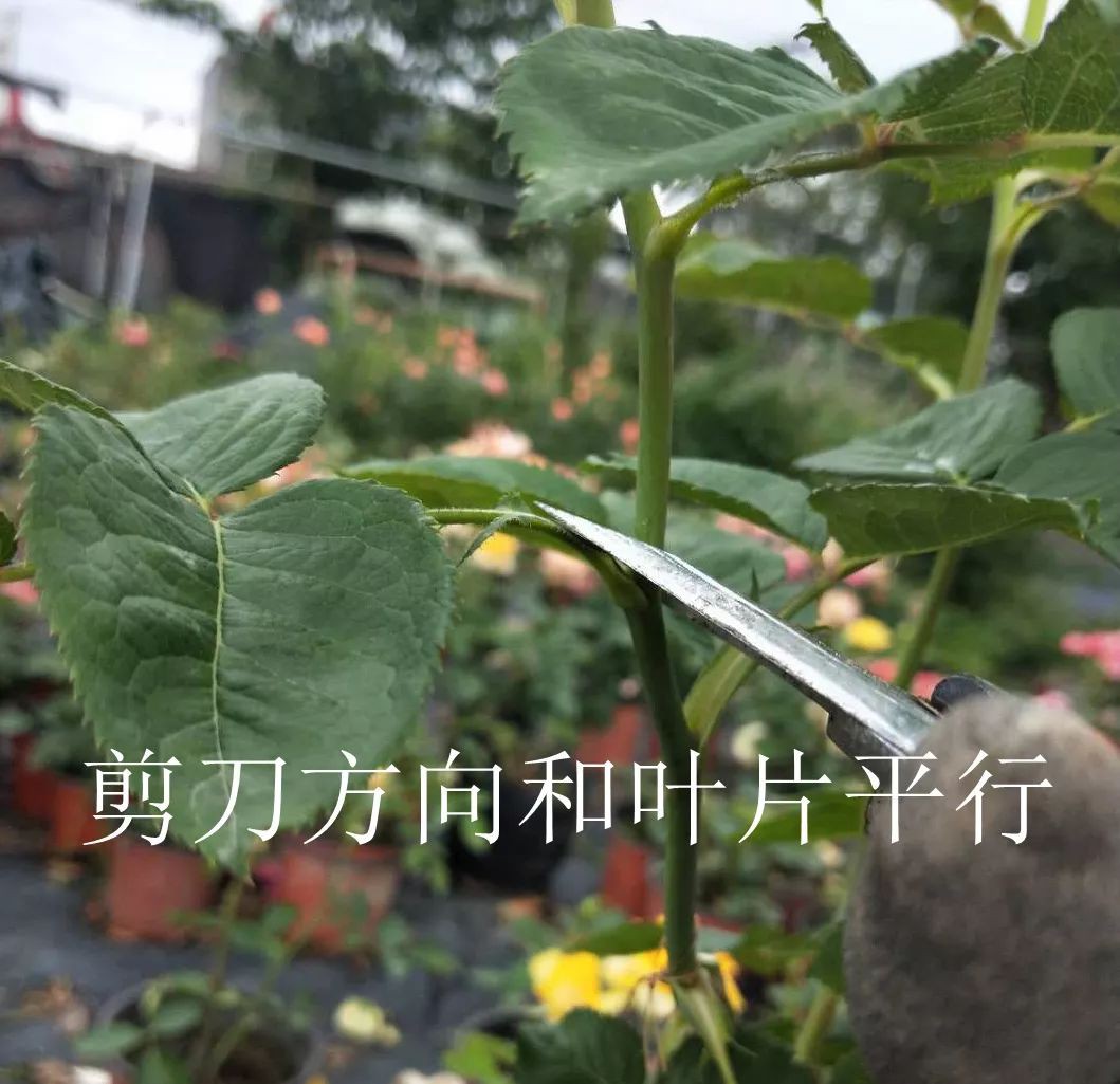 w2.jpg