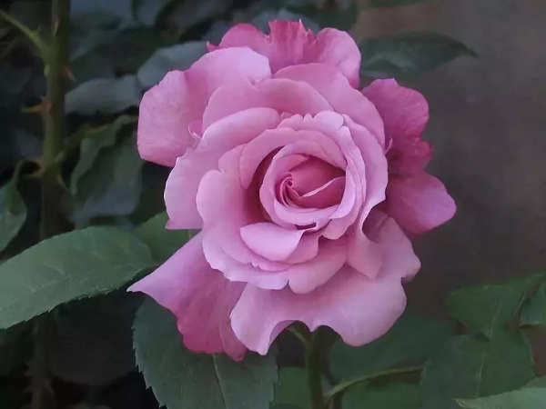 w15.jpg