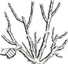 8c1001e93901213fe4356454d86040d62e2e9546.jpg