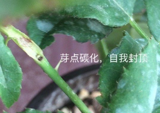 QQ图片20240329163317.png