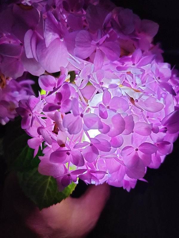 IMG20230615220109.jpg